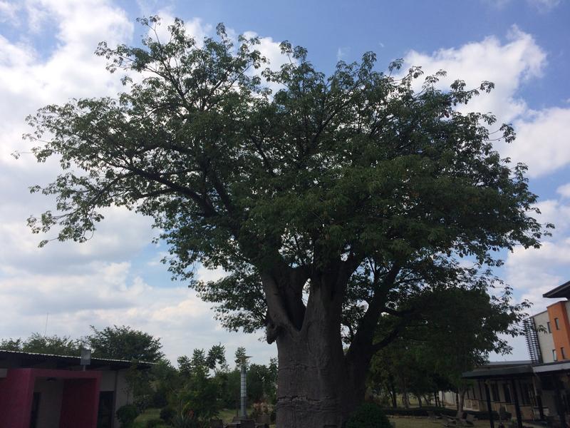 Projet Mozambique - Baobab de l'école à Tete