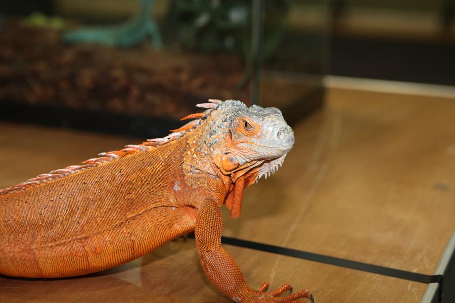 Zoo des reptiles organisé par le Département de soins infirmiers - 19 mars 2017