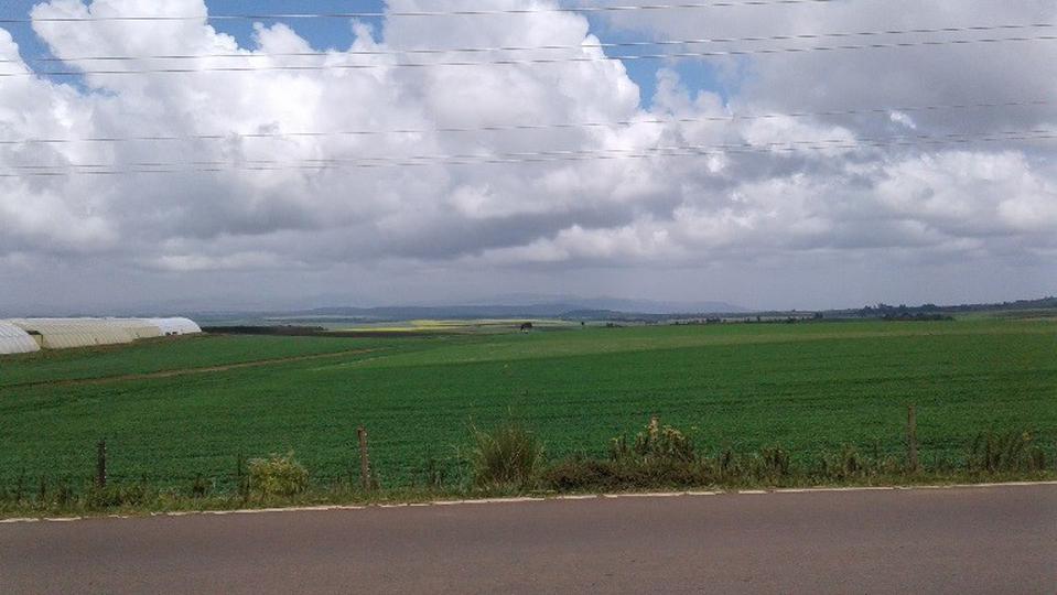 Culture de blé, culture de colza et complexe d'une dizaine d'hectares de serre pour la culture de la rose à des fins d'exportation, Kenya