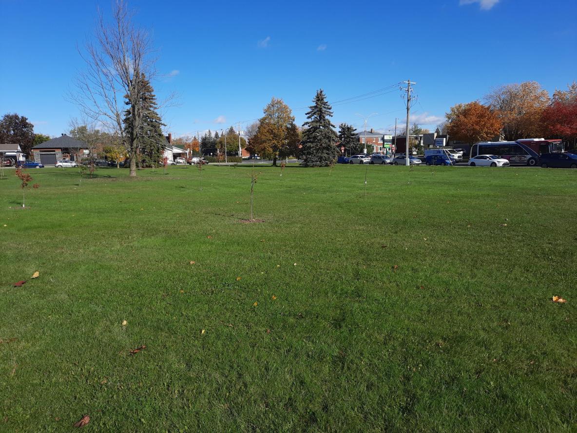 La Ville de Saint-Jean-sur-Richelieu fait le don de 32 arbres au Cégep Saint-Jean-sur-Richelieu