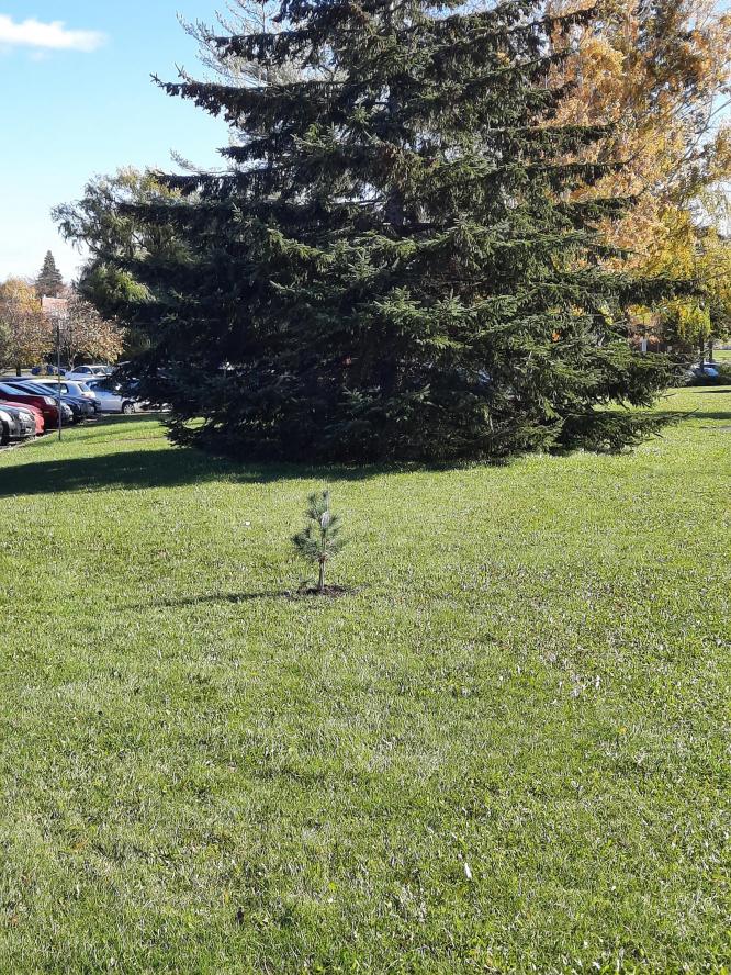 La Ville de Saint-Jean-sur-Richelieu fait le don de 32 arbres au Cégep Saint-Jean-sur-Richelieu