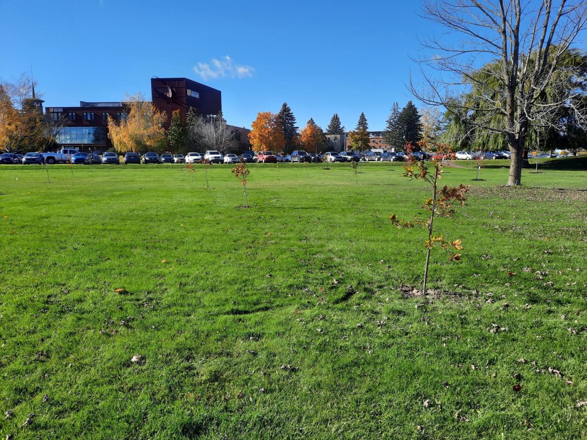 La Ville de Saint-Jean-sur-Richelieu fait le don de 32 arbres au Cégep Saint-Jean-sur-Richelieu