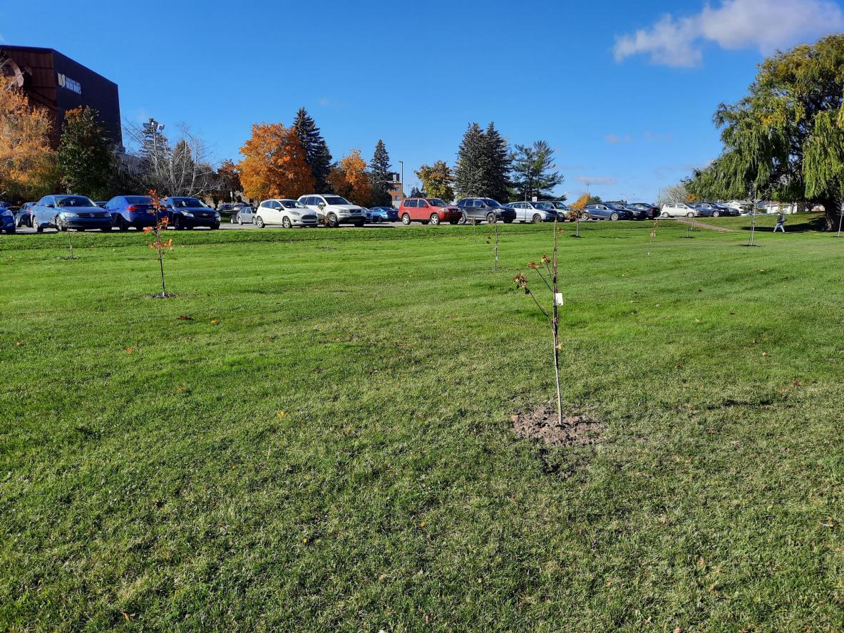 La Ville de Saint-Jean-sur-Richelieu fait le don de 32 arbres au Cégep Saint-Jean-sur-Richelieu