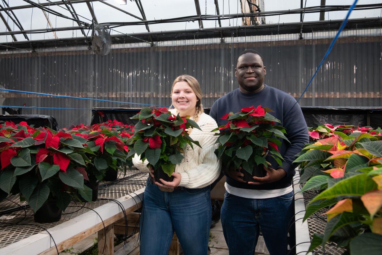 Poinsettias 2025 - Gestion et technologies d'entreprise agricole