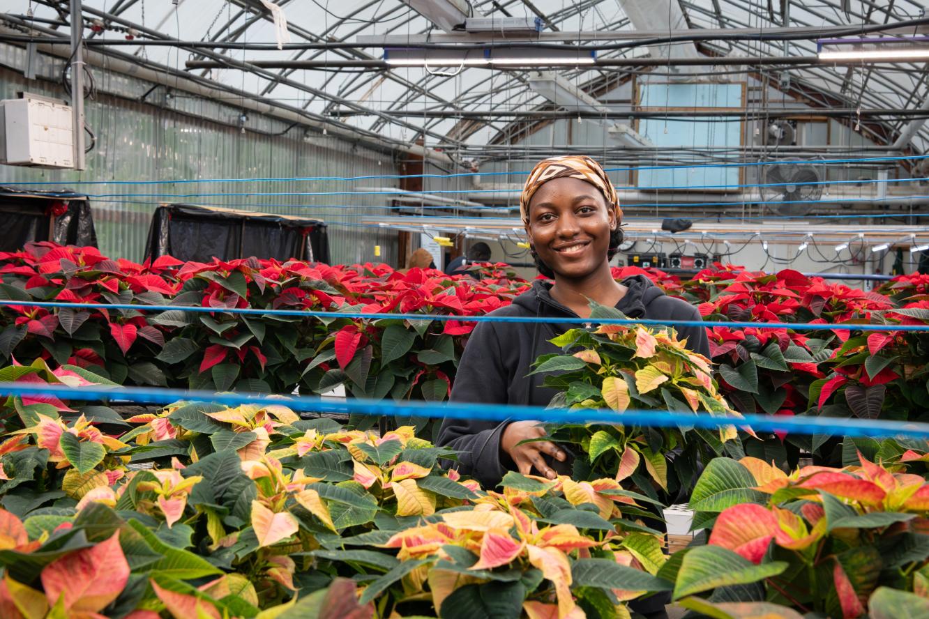 Poinsettias 2025 - Gestion et technologies d'entreprise agricole
